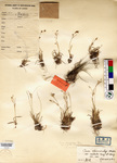 Beijing Botanical Garden (Carex chlorostachys var. conferta PE00031668 holotype 1)