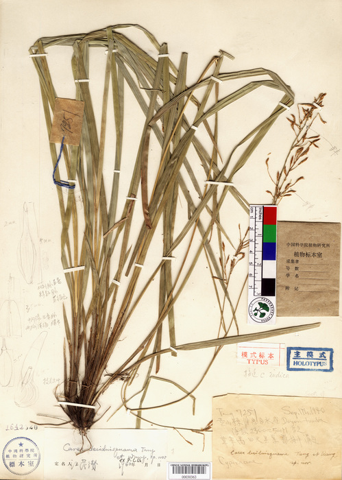 Beijing Botanical Garden (Carex deciduisquama PE00030363 holotype 1)