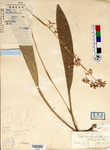 Beijing Botanical Garden (Carex densifimbriata PE00030299 holotype 1)