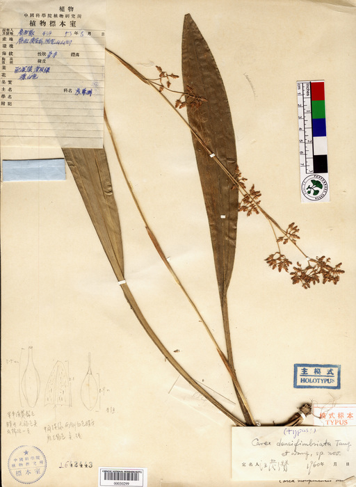 Beijing Botanical Garden (Carex densifimbriata PE00030299 holotype 1)