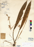 Beijing Botanical Garden (Carex densifimbriata PE00030300 isotype 1)