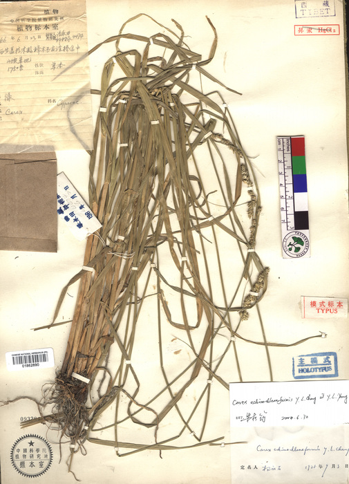 Beijing Botanical Garden (Carex echinochloiformis PE01862890 holotype 1) Beijing Botanical Garden (Carex echinochloiformis PE01862890 holotype 1)