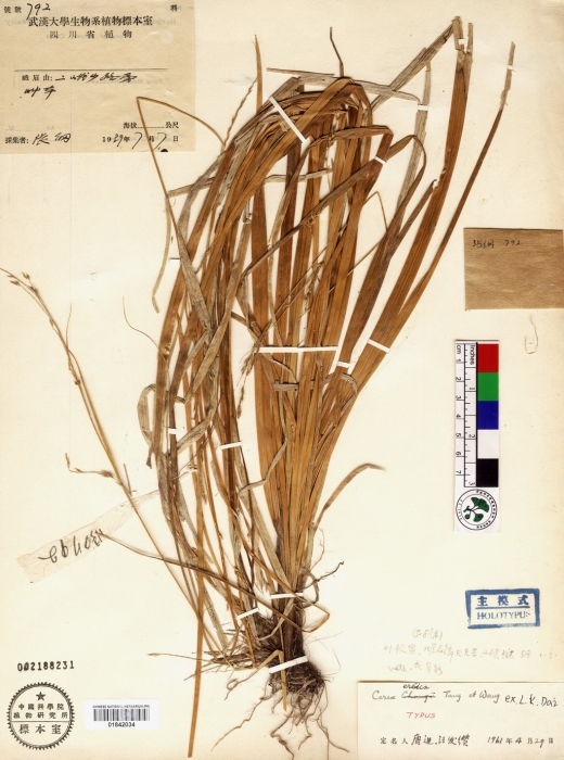 Beijing Botanical Garden (Carex ereica PE01842034 holotype 1) Beijing Botanical Garden (Carex ereica PE01842034 holotype 1)