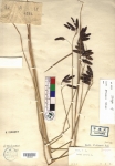 Beijing Botanical Garden (Carex kansuensis PE01842048 isotype 1)