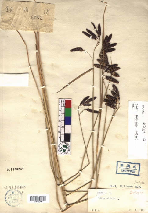 Beijing Botanical Garden (Carex kansuensis PE01842048 isotype 1) Beijing Botanical Garden (Carex kansuensis PE01842048 isotype 1)