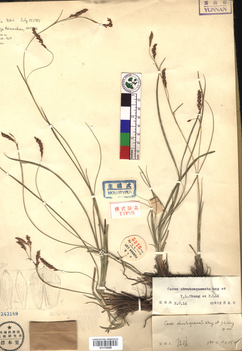 Beijing Botanical Garden (Carex obovatosquamata PE01173055 holotype 1) Beijing Botanical Garden (Carex obovatosquamata PE01173055 holotype 1)