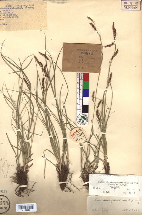 Beijing Botanical Garden (Carex obovatosquamata PE01173056 isotype 1) Beijing Botanical Garden (Carex obovatosquamata PE01173056 isotype 1)