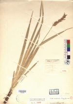 Beijing Botanical Garden (Carex omeiensis PE01842066 holotype 1)