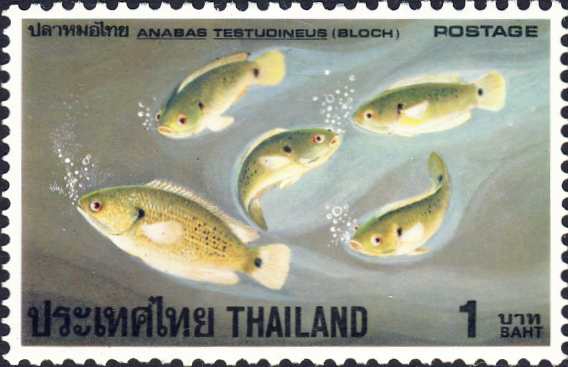 Anabas testudineus Anabas testudineus