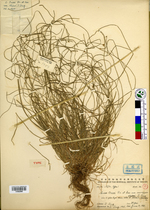 Beijing Botanical Garden (Carex onoei var. macrogyna PE01862996 holotype 1)