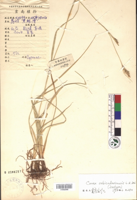 Beijing Botanical Garden (Carex orbicularinucis PE01842068 isotype 1) Beijing Botanical Garden (Carex orbicularinucis PE01842068 isotype 1)