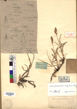 Beijing Botanical Garden (Carex paracuraica PE01862956 holotype 1)