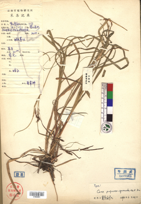 Beijing Botanical Garden (Carex purpureo-squamata PE01862961 isotype 1) Beijing Botanical Garden (Carex purpureo-squamata PE01862961 isotype 1)