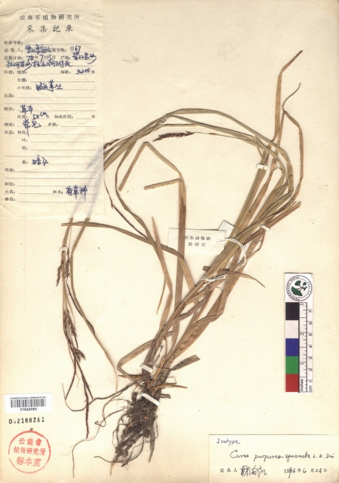 Beijing Botanical Garden (Carex purpureo-squamata PE01842080 isotype 1) Beijing Botanical Garden (Carex purpureo-squamata PE01842080 isotype 1)