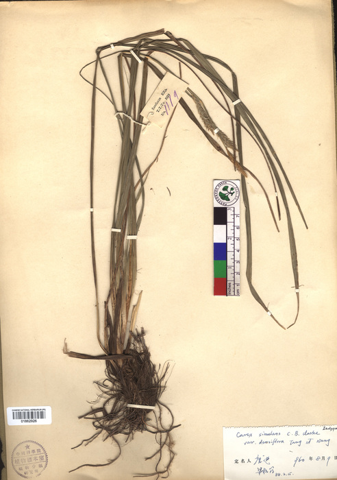 Beijing Botanical Garden (Carex simulans var. densiflora PE01862926 isotype 1) Beijing Botanical Garden (Carex simulans var. densiflora PE01862926 isotype 1)
