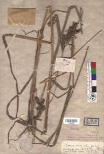 Beijing Botanical Garden (Carex wui PE01842089 holotype 1)