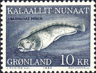 Anarhichas minor Anarhichas minor