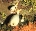 Aplysina bathyphila Maldonado & Young, 1998