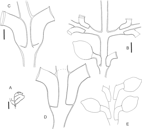  Synthecium flabellum Hargitt, 1924