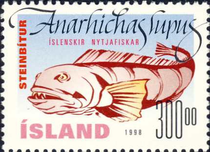 Anarhichas lupus Anarhichas lupus