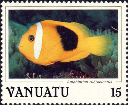 Amphiprion rubrocinctus