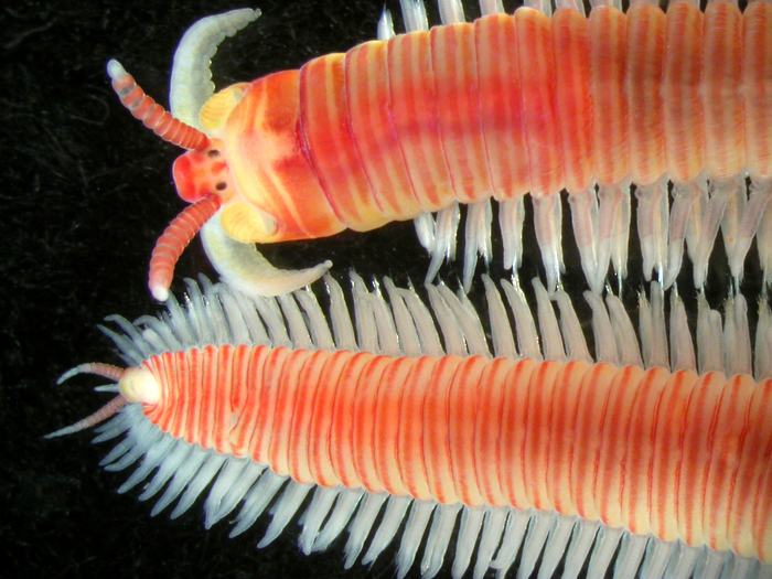 Polychaeta, represented by Dorvillea australiensis (Dorvilleidae)