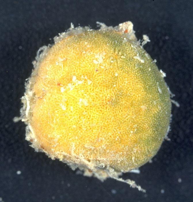 Astrosclera willeyana Lister, 1900 Astrosclera willeyana Lister, 1900