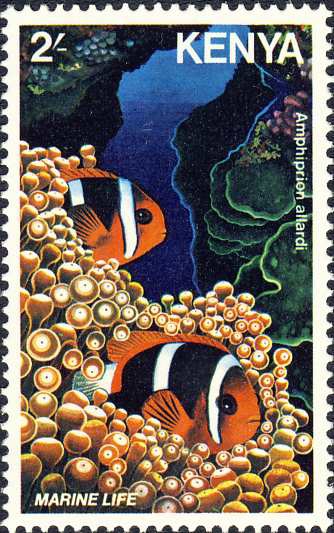 Amphiprion allardi Amphiprion allardi