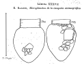 Condonellopsis antarctica from Balech 1971