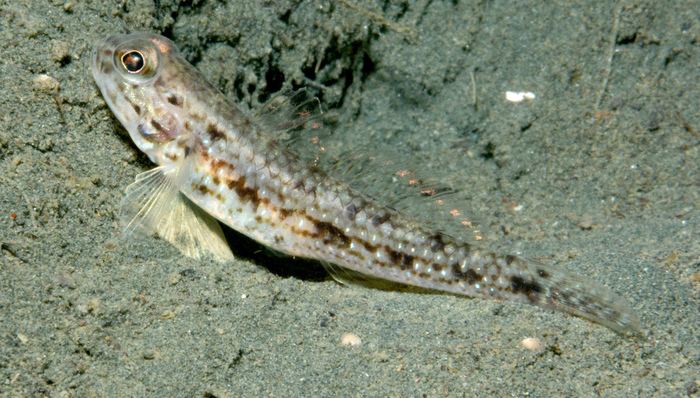 Acentrogobius quinquemaculatus