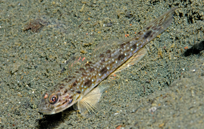 Acentrogobius quinquemaculatus