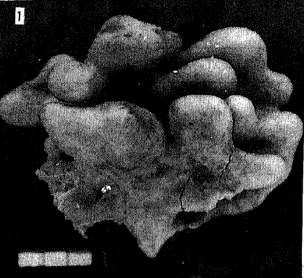 Erylus koreanus holotype Erylus koreanus holotype