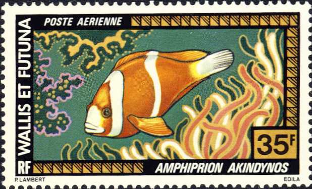 Amphiprion akindynos Amphiprion akindynos