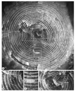 Broeckina gassoensis Caus, Parente, Vicedo, Frijia & Martinez, 2013