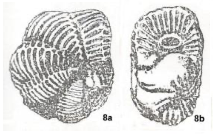 Ornatanomalina pakistanica Anan, 2021