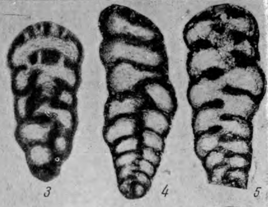 Climacammina fragilis Reitlinger, 1950