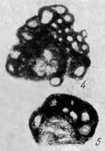 Palaeonubecularia fluxa Reitlinger, 1950