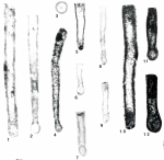 Syzrania grovesi Altiner & Savini, 1997