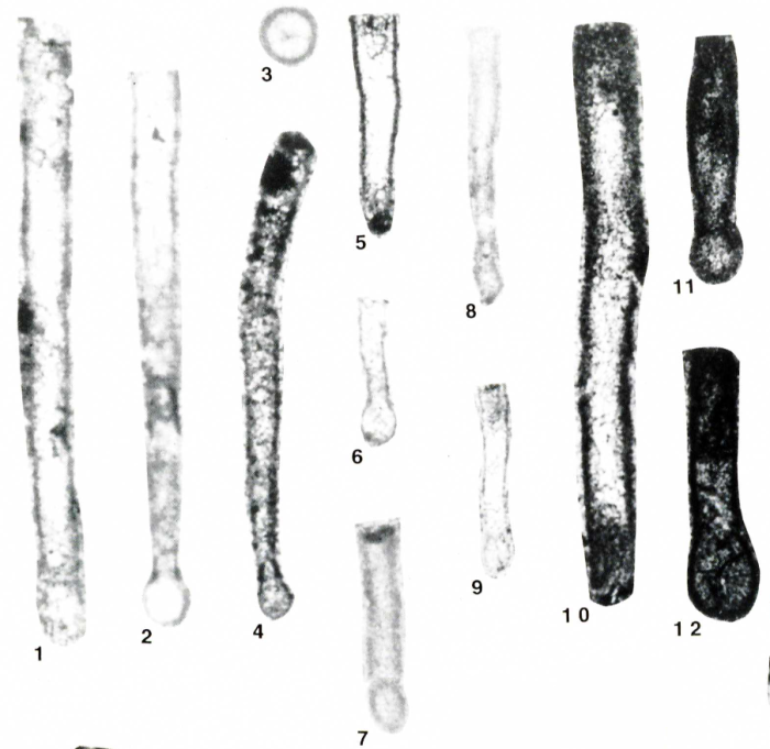 Syzrania grovesi Altiner & Savini, 1997