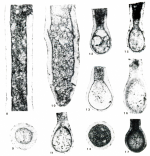 Syzrania amazonica Altiner & Savini, 1997