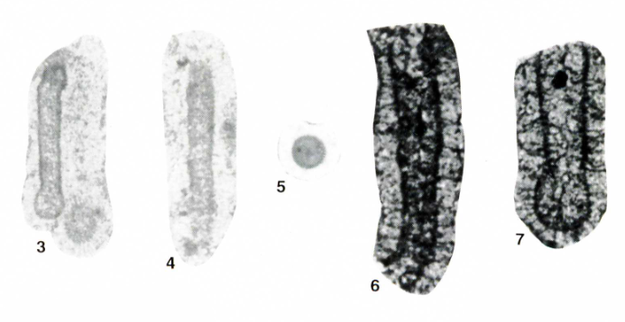 Syzrania caputoi Altiner & Savini, 1997