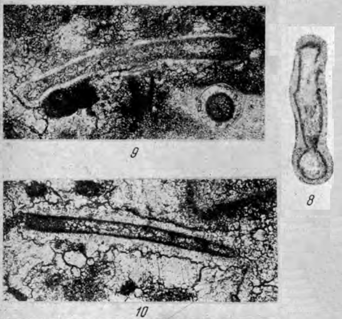 Syzrania confusa Reitlinger, 1950
