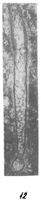 Syzrania rossica Malakhova, 1980 Syzrania rossica Malakhova, 1980