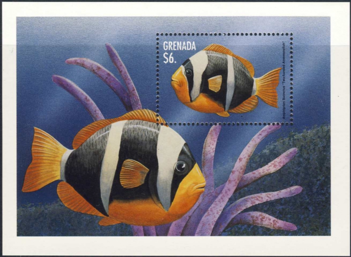 Amphiprion bicinctus Amphiprion bicinctus
