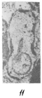Syzrania aspera Malakhova, 1980