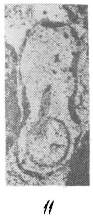 Syzrania aspera Malakhova, 1980