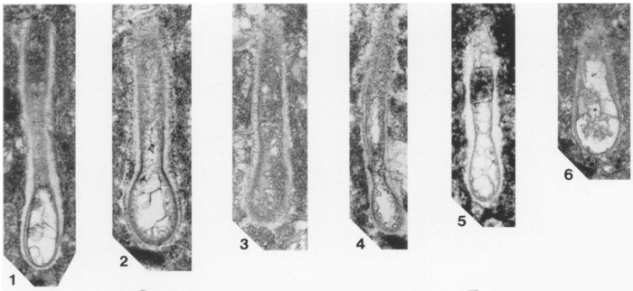 Syzrania bulbosa Groves, 2000