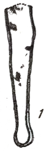 Syzrania samarensis Rauzer-Chernousova in Igonin, 1967