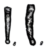 Syzrania samarensis Rauzer-Chernousova in Igonin, 1967