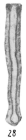 Syzrania pulchra Kireeva, 1958